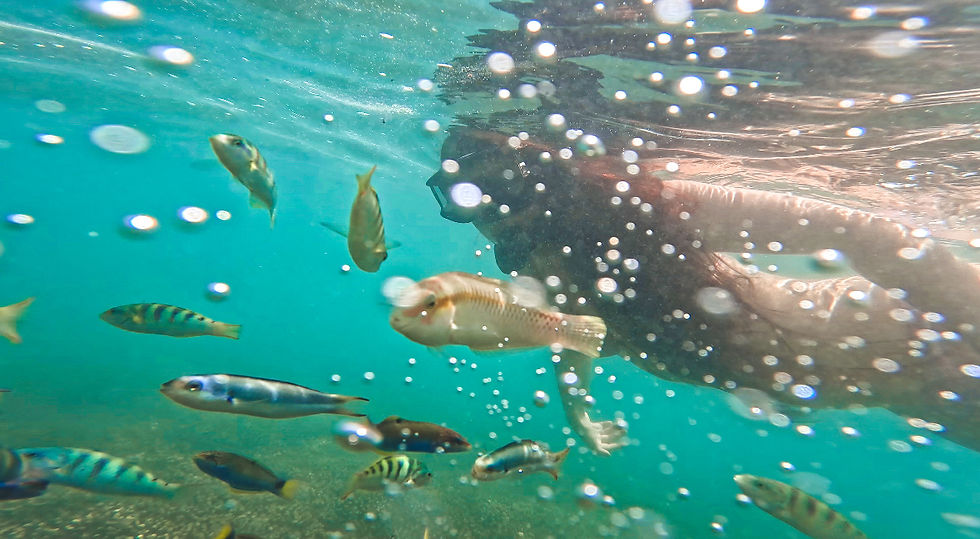 Snorkeler swimming among tropical reef fish in clear turquoise water at a beginner-friendly snorkeling spot in Lombok