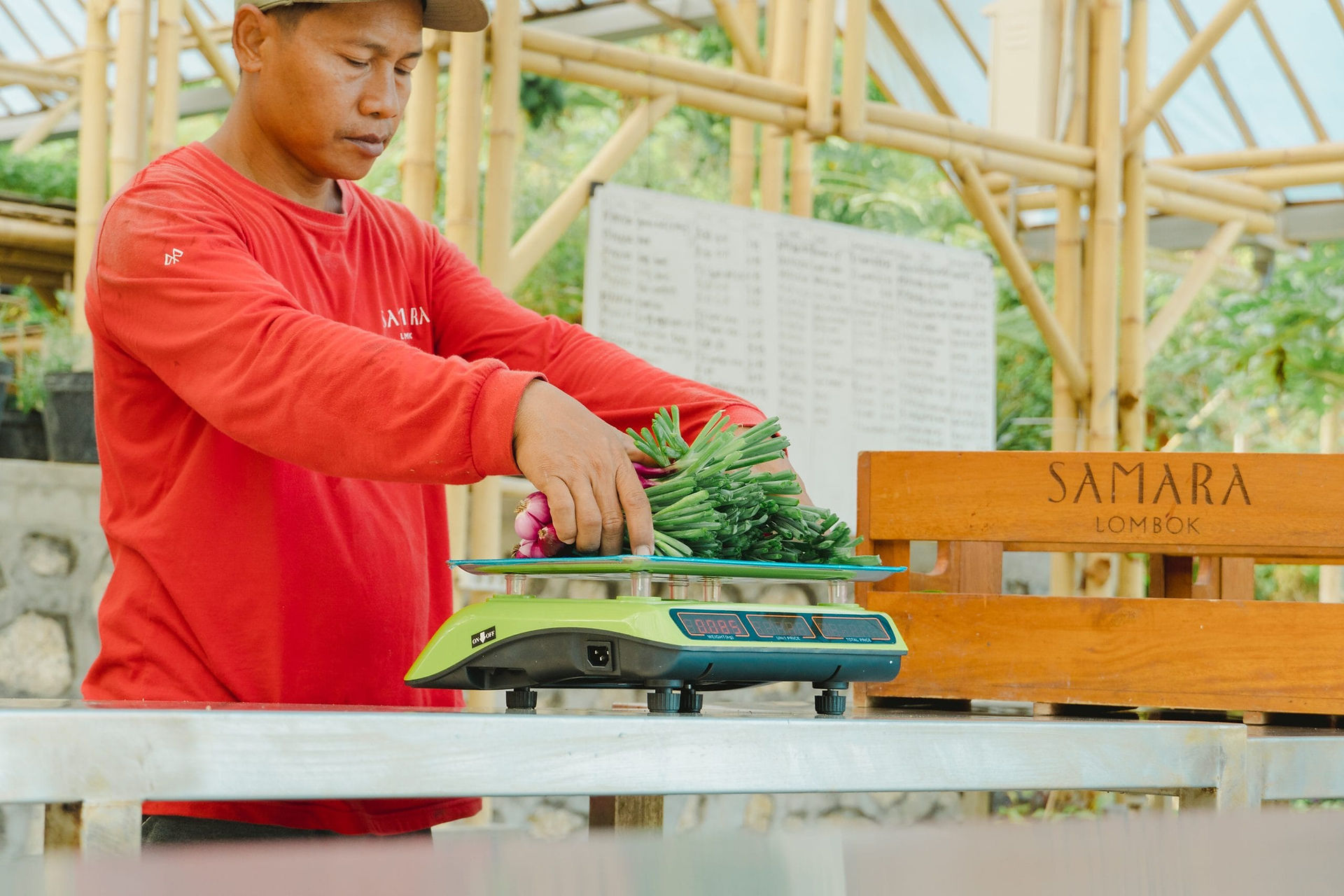 Fresh vegetables being harvested and weighed at Samara Organic Gardens in South Lombok.