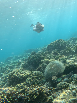 Snorkeler swimming above a healthy coral reef in Lombok with a sea turtle resting on the ocean floor below.