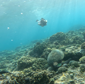 snorkeler swilling towards the turtle resting at the bottom of reef