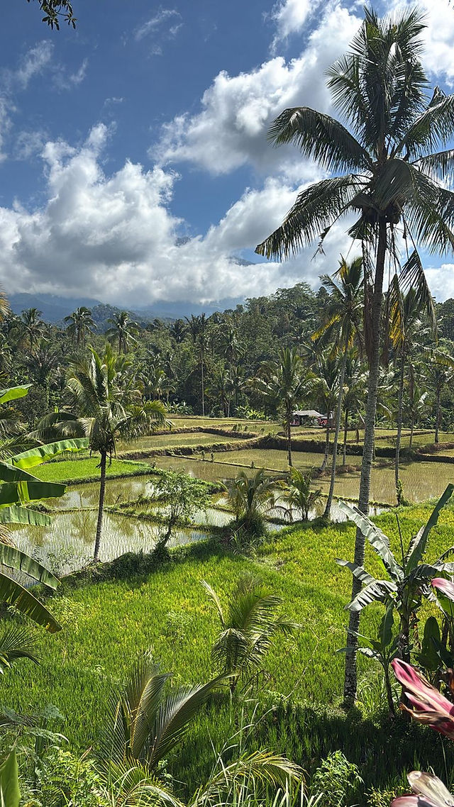 Flooded rice terraces and palm trees in Tetebatu village, North Lombok