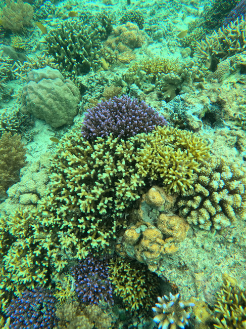 Colorful coral reef with tropical fish visible in the clear shallow waters of the Gili Islands