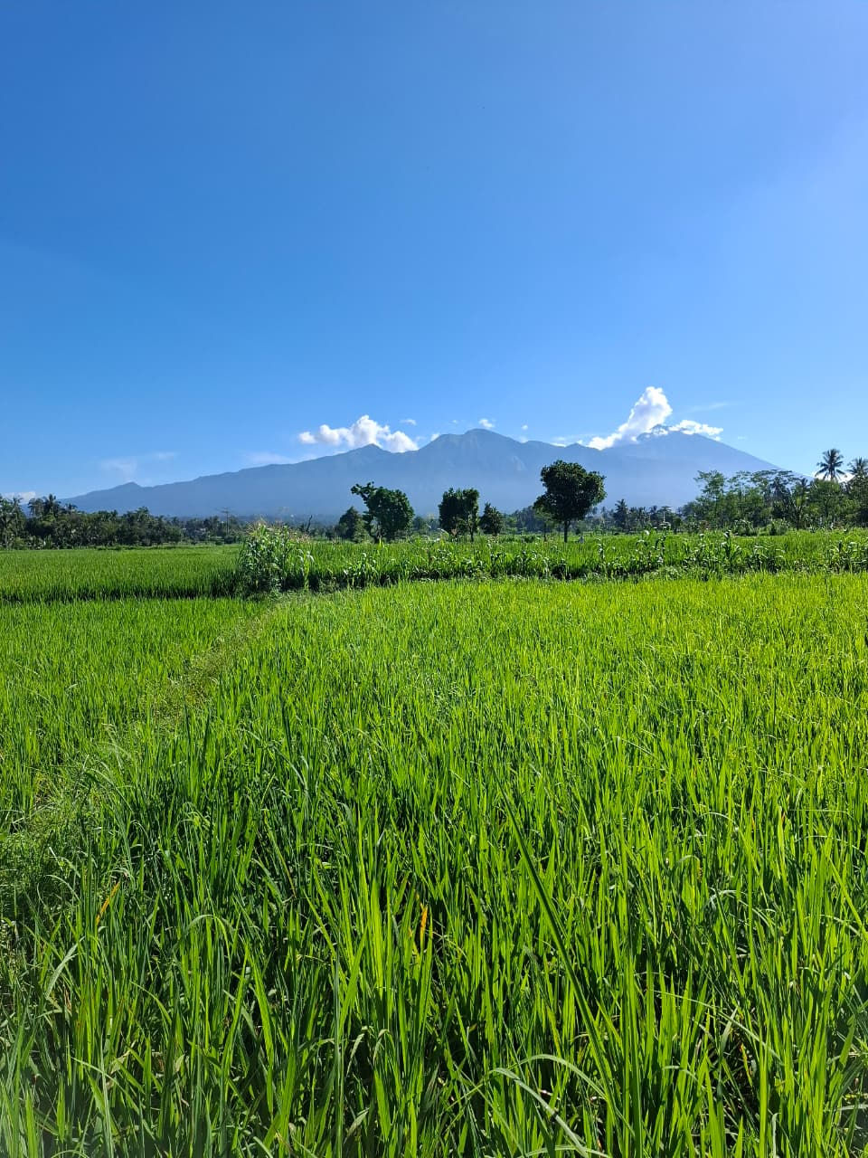Lush green rice fields in Tetebatu with Mount Rinjani in the background, Central Lombok