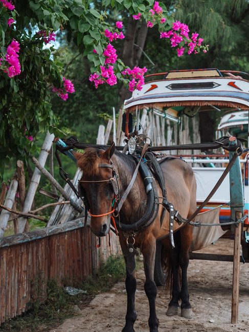 Traditional horse-drawn cidomo cart on a sandy path in Gili Air with tropical trees in the background