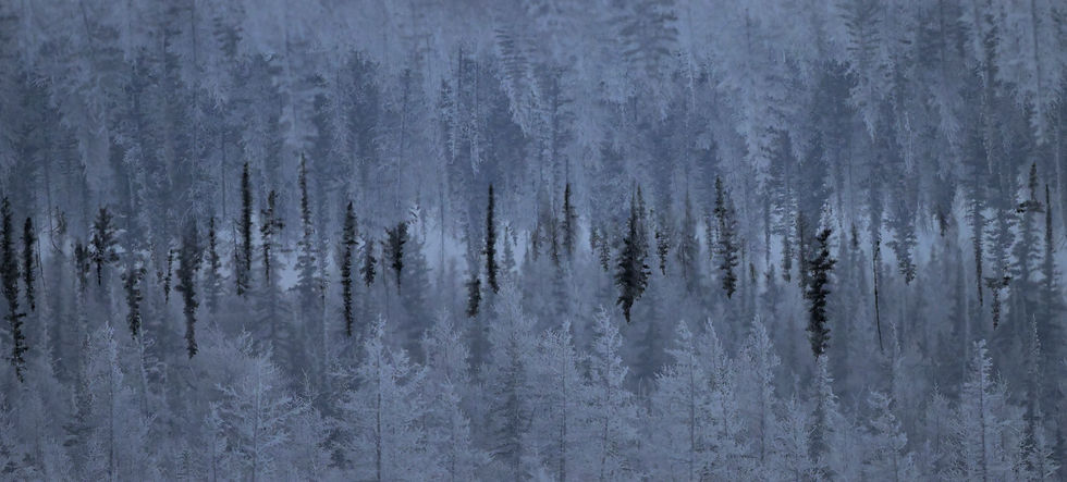 KristiOdomChurchillWinter3038.jpg