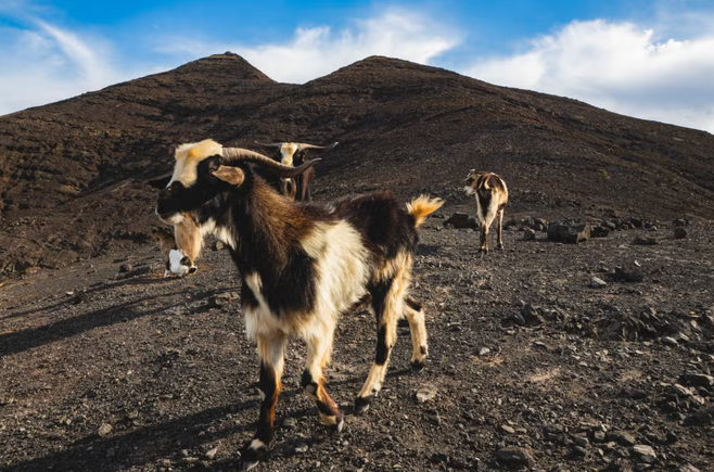 Jandía Peninsula Jeep Tour from North Fuerteventura