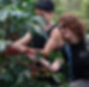 Tourists at coffee plantations.jpg