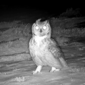 Trail Camera Surveys