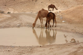 Camels, The Ships of the Desert!