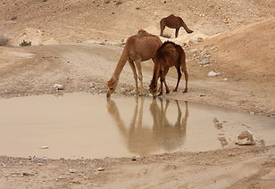 Camels