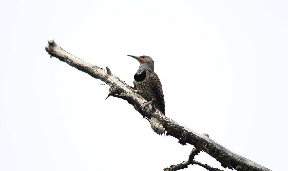 Northern Flicker perched on a branch in northwest Washington state.