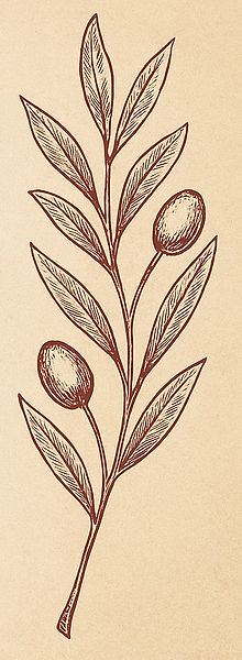 elcaracol lumaca e ulivi_edited_edited.j