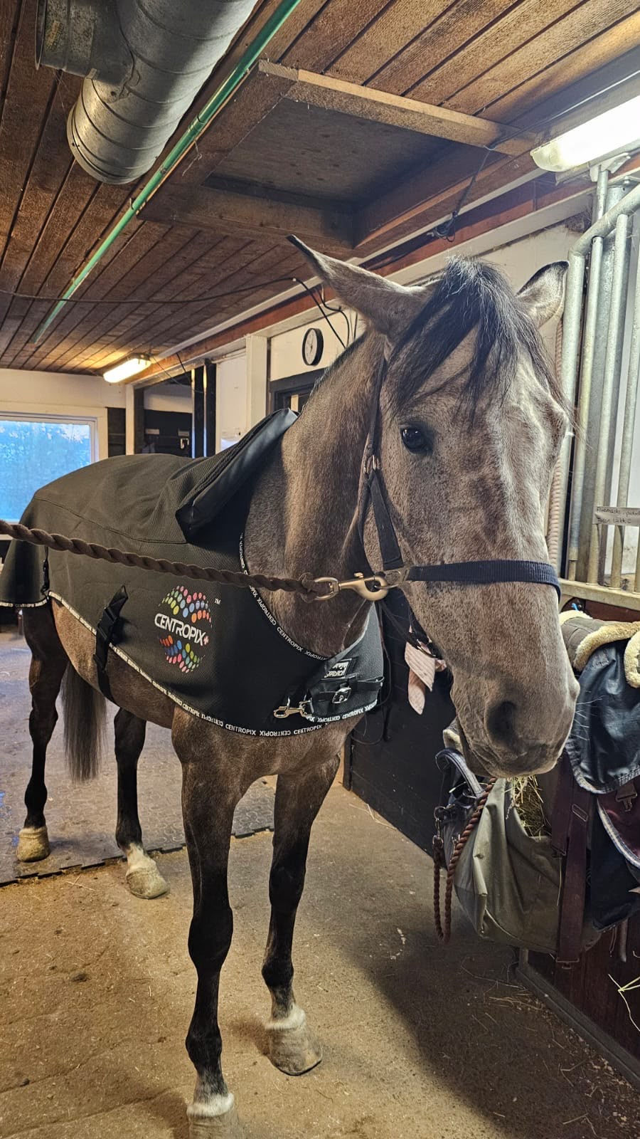 Hest med KLOUD matter