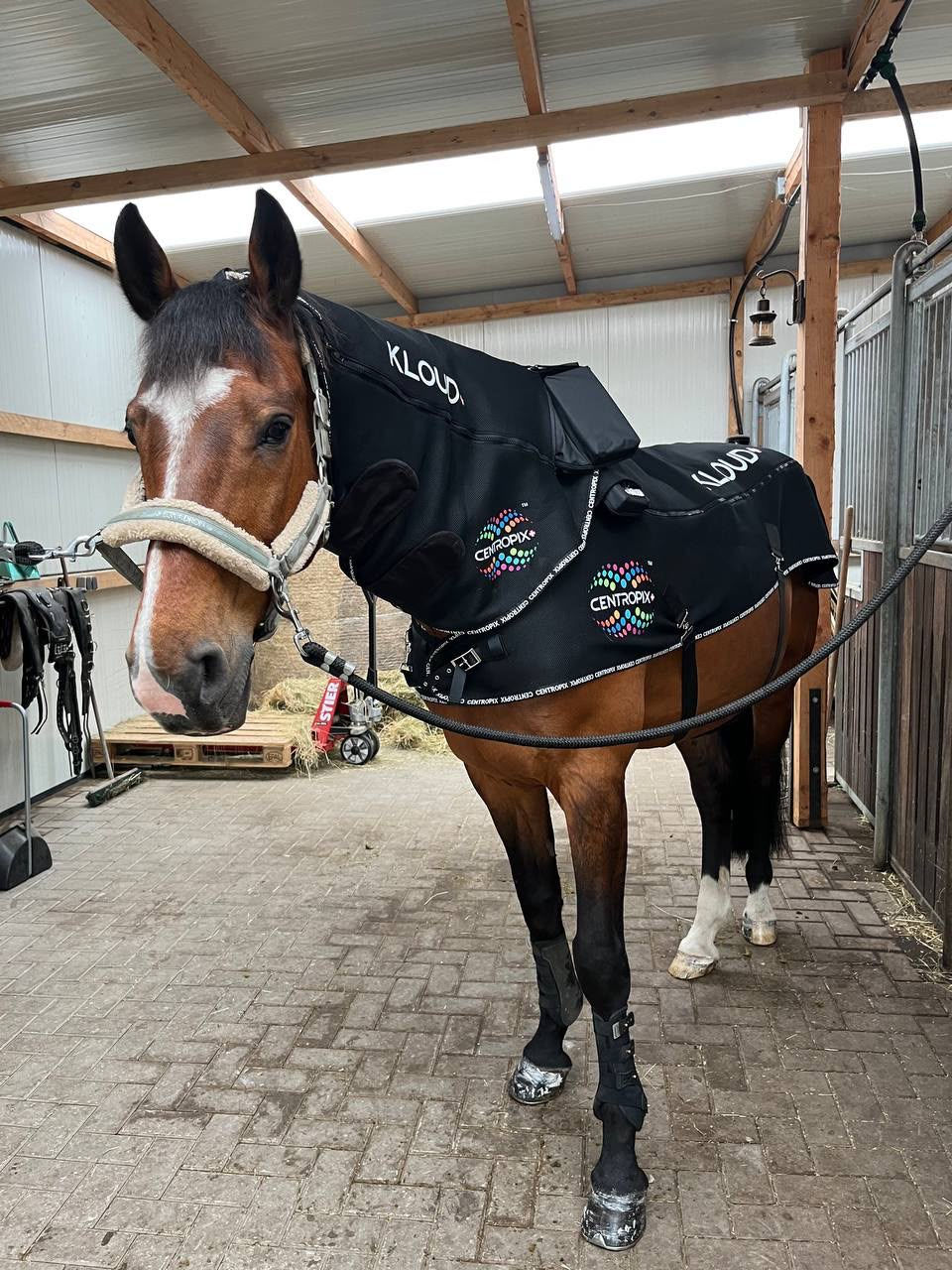 Hest med KLOUD matter