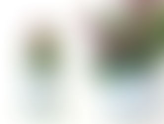 עציץ מפחית שימורים