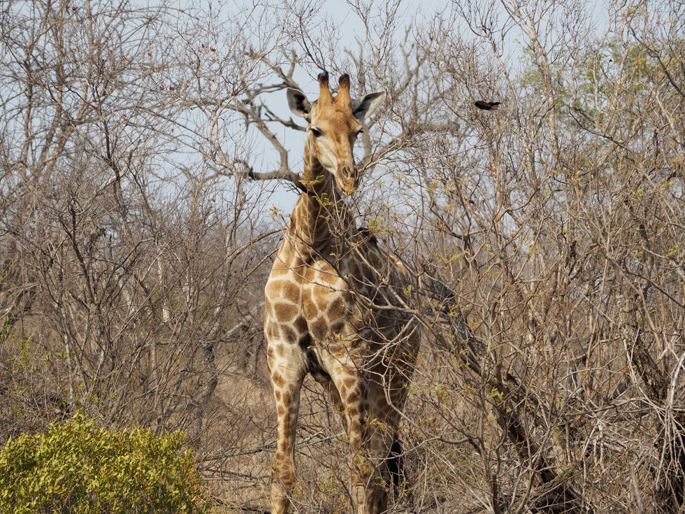 Kings Camp Game Reserve (333)