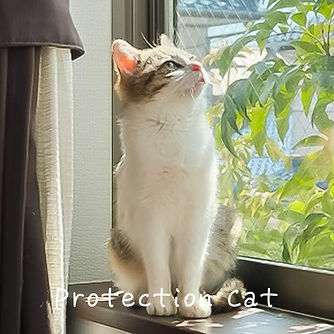 ccat.jpg