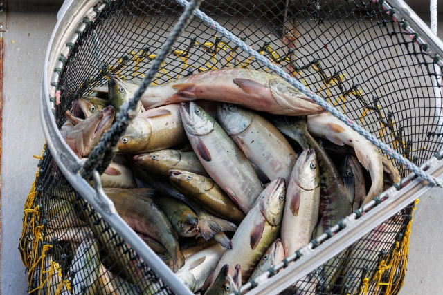 鮮魚市場に並ぶ魚