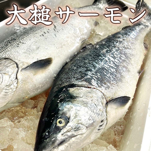 大槌サーモン【刺身】10人前：700g | 最高級三陸産 真空冷凍 | 【公式