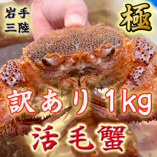 訳あり】三陸産 活毛ガニ：1kg（2〜4尾） | 最高級毛蟹 岩手三陸