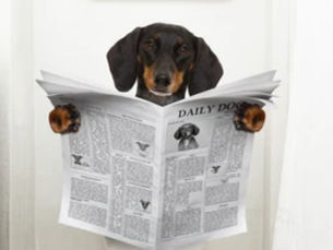 Puppy Potty Training Mastery: Your Complete Guide to a Pee Free Floor