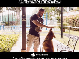 The Benefits of Training your Dog