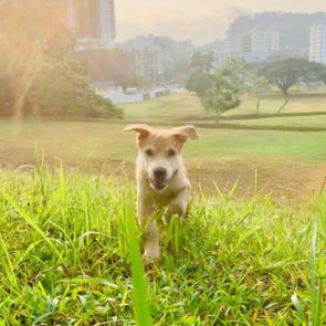 Puppy Power! Unleashing the Benefits of Puppy Training Classes