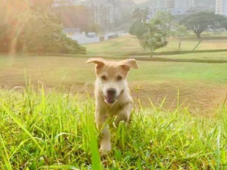 Puppy Power! Unleashing the Benefits of Puppy Training Classes