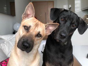 Introducing Your Dog to Another Dog