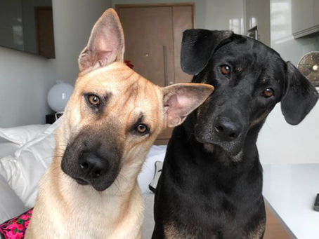 Introducing Your Dog to Another Dog