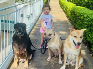 Strengthening the Bond Between Toddler and Dog