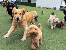 Daycare Done Right