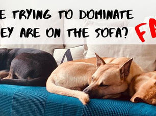 🐾 DO PAWS ON THE SOFA MEAN YOUR DOG IS TRYING TO BE ALPHA?🐾