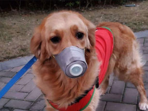 Can Dogs Contract or Spread The Coronavirus?