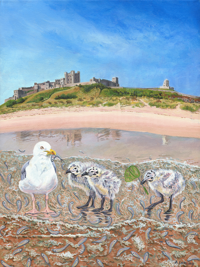 Herring gulls outside Bamburgh castle learning how to fish.