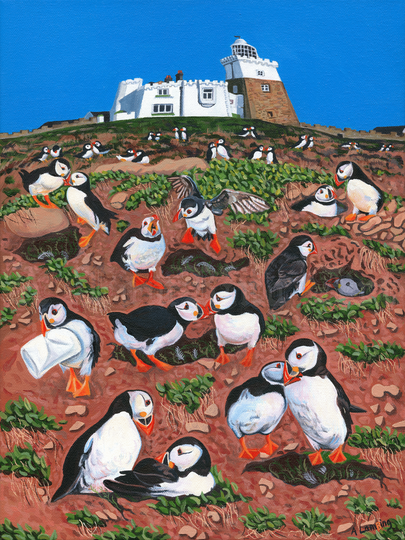 Coquet Island Northumberland scene with lots of puffins. The puffins are kissing and finding burrows.