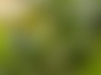 USDA forecasts US corn up and soybean production down from 2022