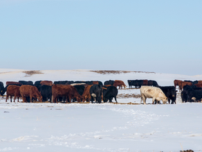 50 Diverse Groups Urge Swift Enactment of American Beef Labeling Act