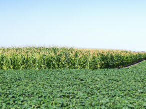 US farmers expect to plant more corn and soybean acreage
