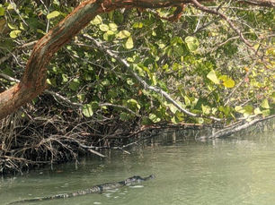 How Red Mangroves Help Protect Florida’s Coast During Hurricanes