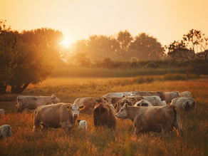 Cattle Producers Praise Congressional Resolution Supporting Beef Checkoff