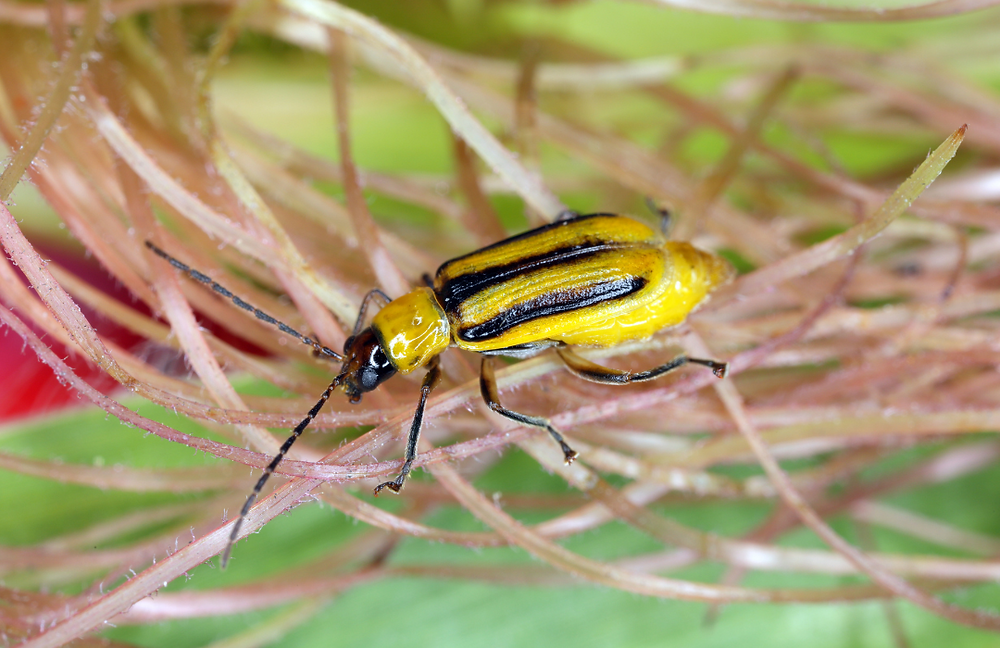 Corn Rootworm Protection Stine Seed and Pattern Ag Join Forces to Revolutionize Corn Rootworm ...