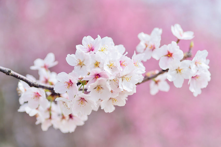cherry-blossoms-2218781_1920.jpg