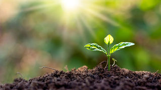 A young plant emerges from the rich soil, basking in the warm glow of sunlight, symbolizing new beginnings and growth.