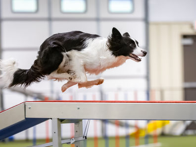 A2 International Sweepstakes Class