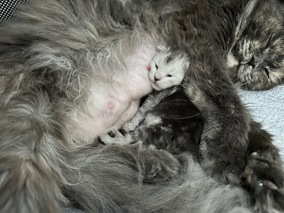 elevage chatterie finistère maine coon loof shaded chatons
