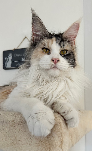 maine coon finistère bretagne loof eleva