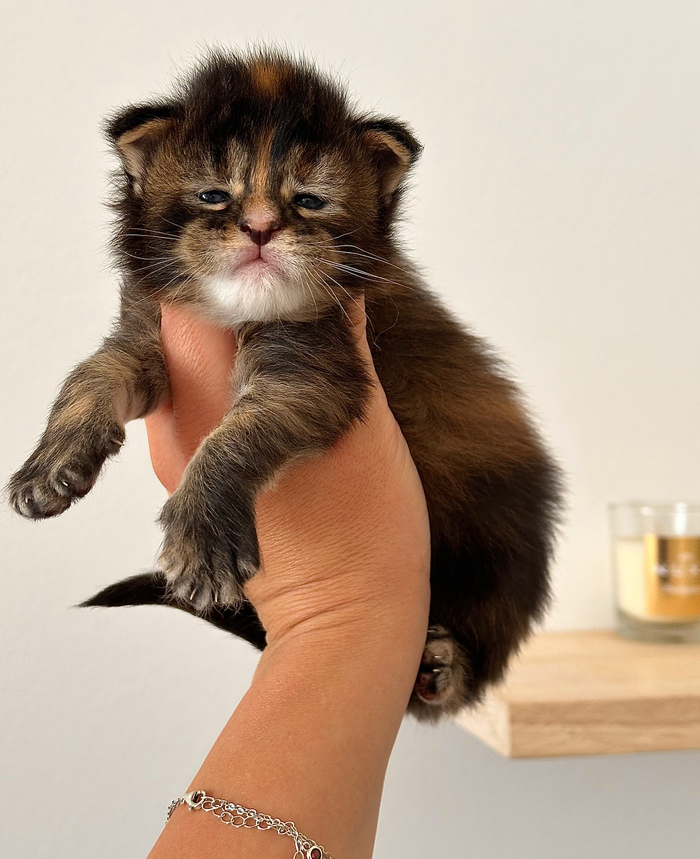 maine coon brown tortie