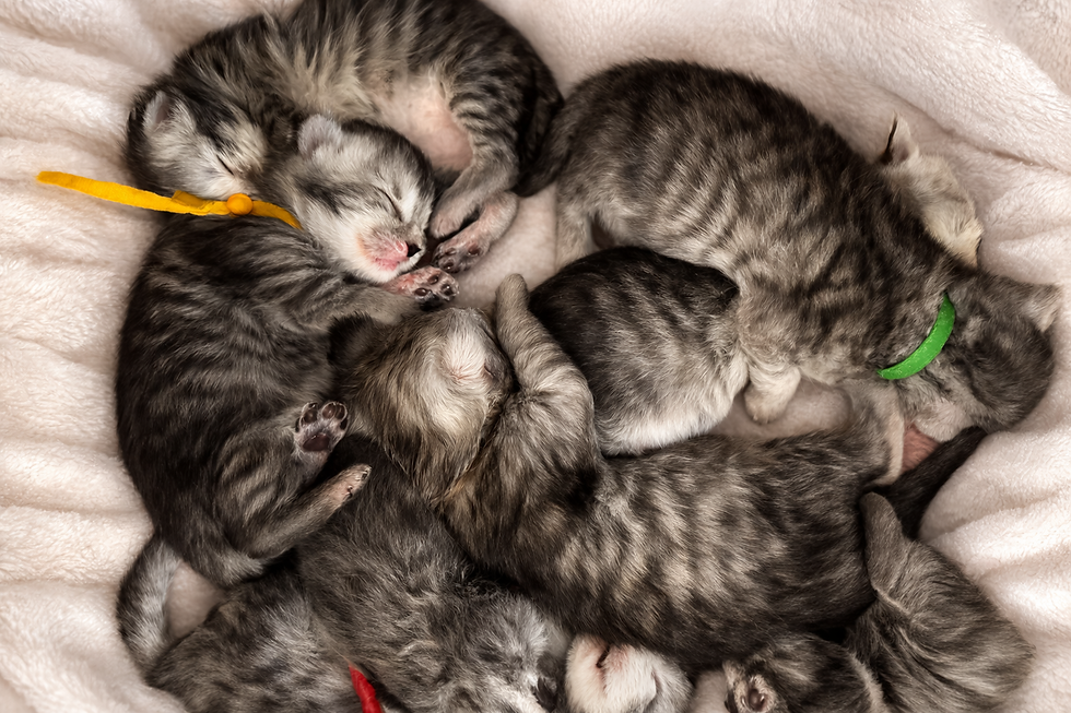 maine coon crème red loof coon finistète