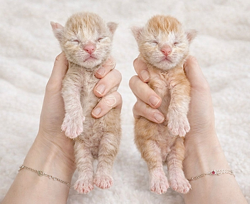 maine coon finistère crème red crème loof